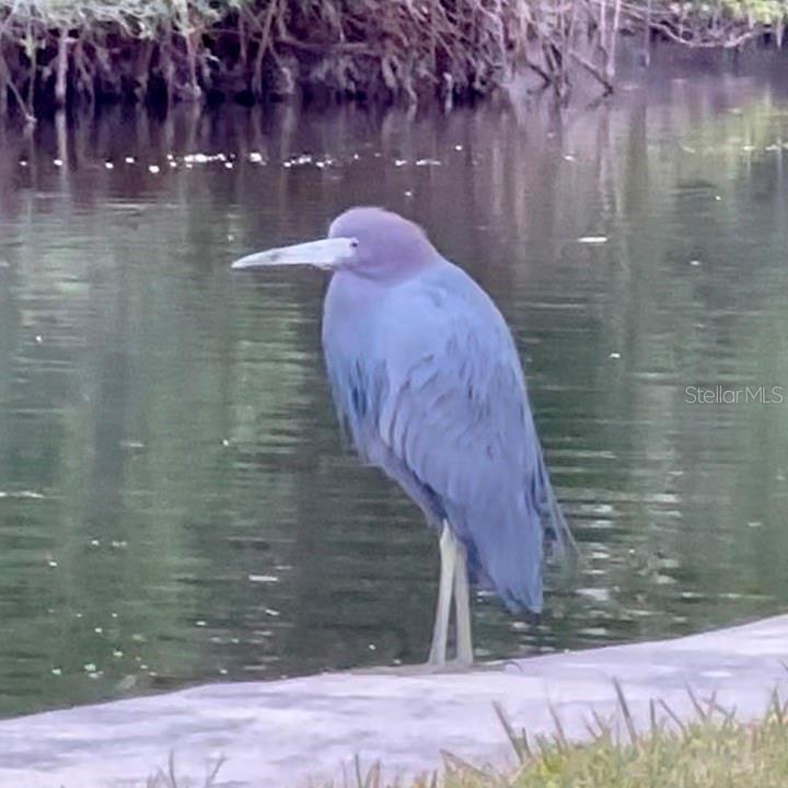 POINTE ON MIDNIGHT PASS - Residential