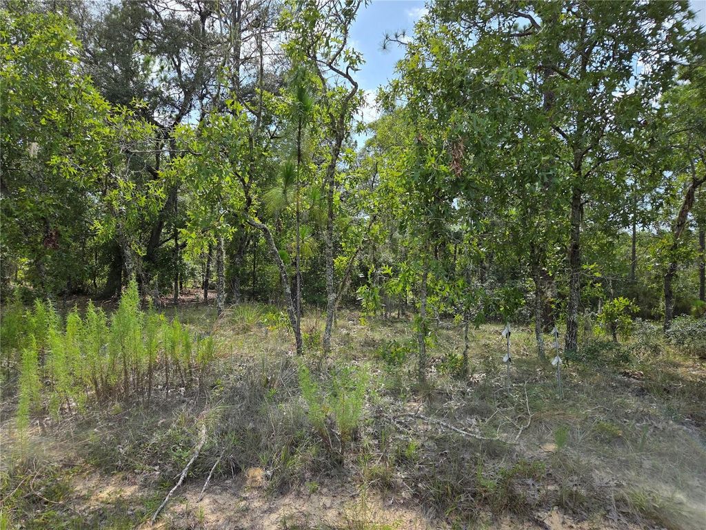 Photo of 0000 NE 150th Avenue, Williston, FL 32696 (MLS # OM729285)