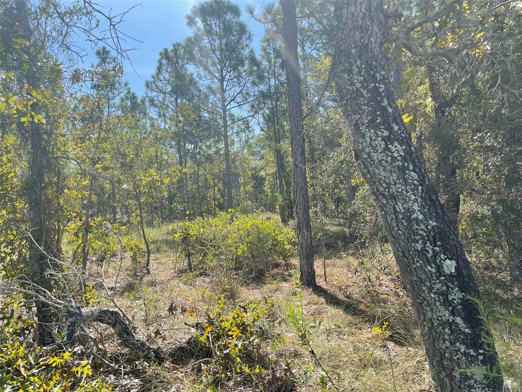 ROYAL HIGHLANDS - Land