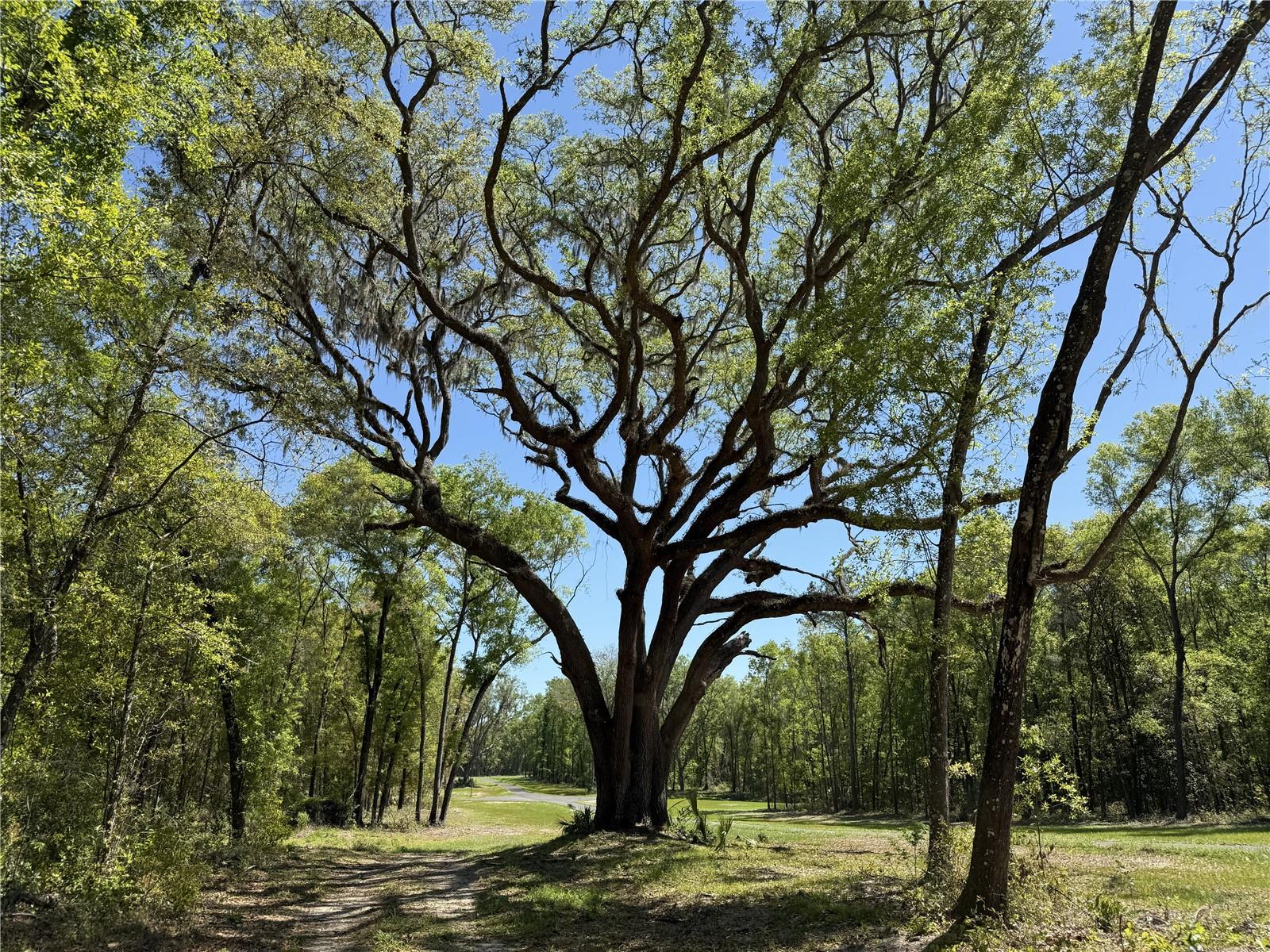 Irvine Acres #5 (13ac) W HWY 318
