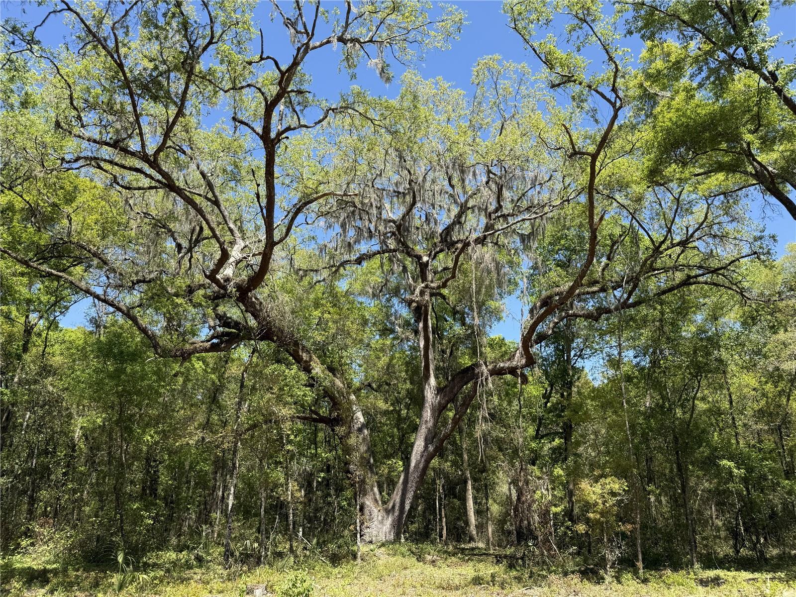 Irvine Acres #5 (13ac) W HWY 318