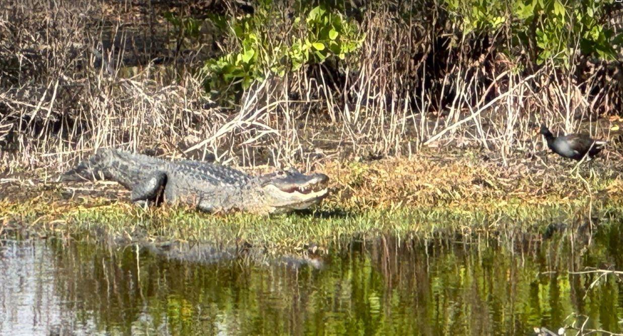 SHORES OF LONG BAYOU CONDO - Residential