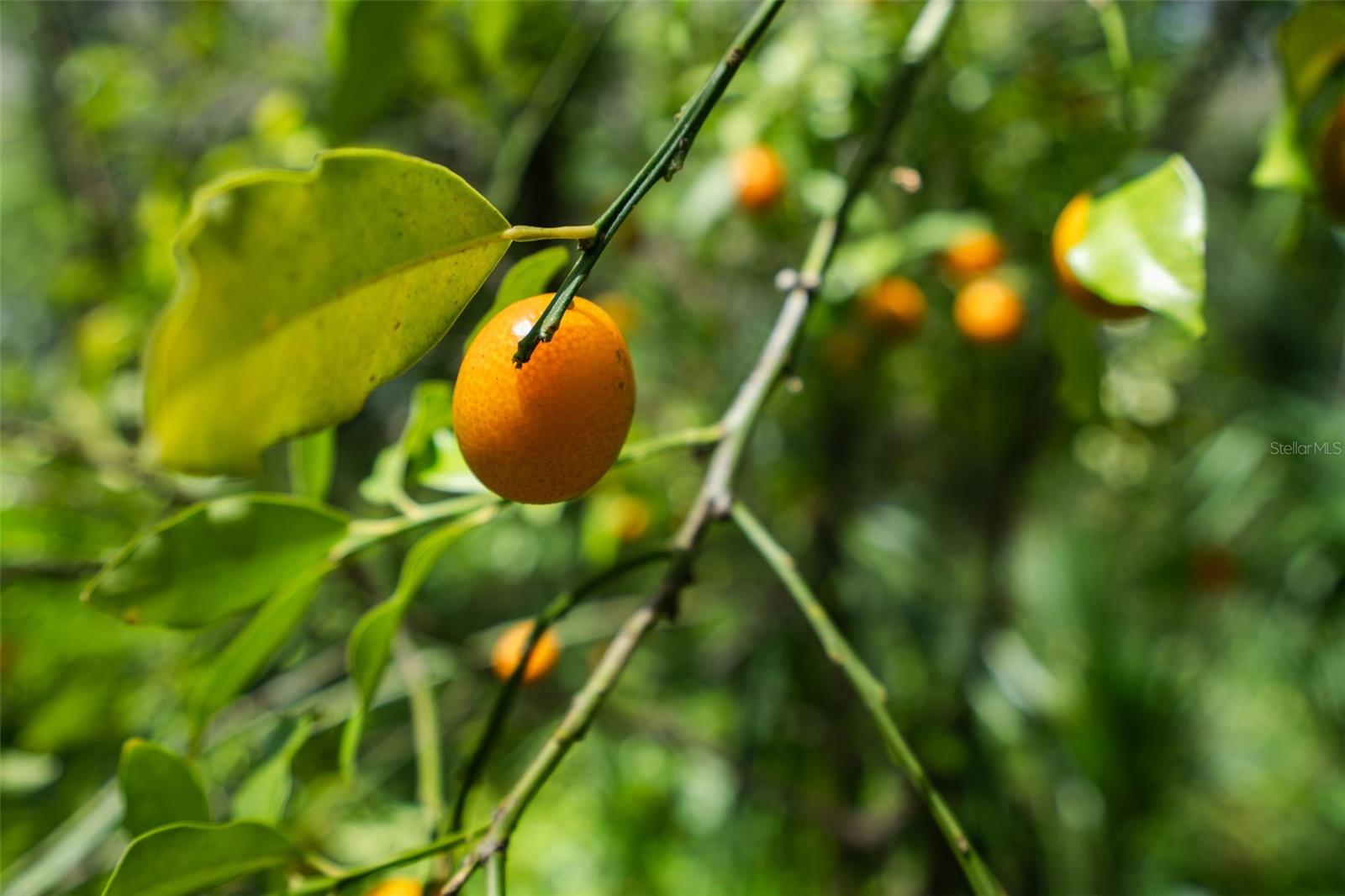 TRILBY BEND - Residential
