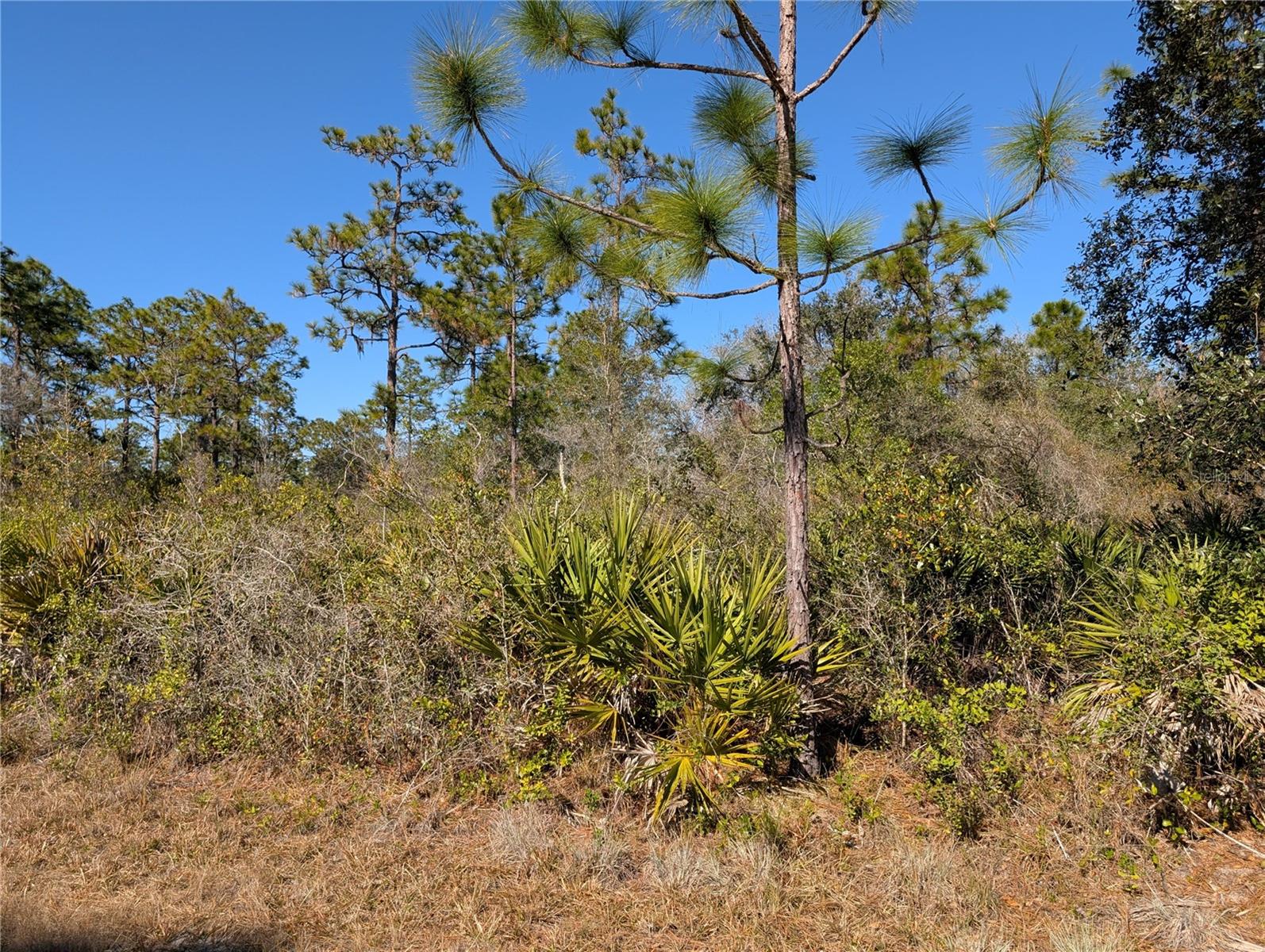 INDIAN LAKE ESTATES - Land