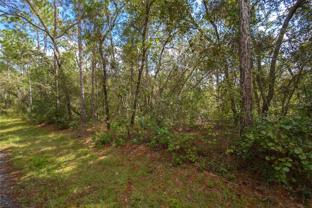 Photo of 3210 E Michael Street, Inverness, FL 34453 (MLS # W7883407)