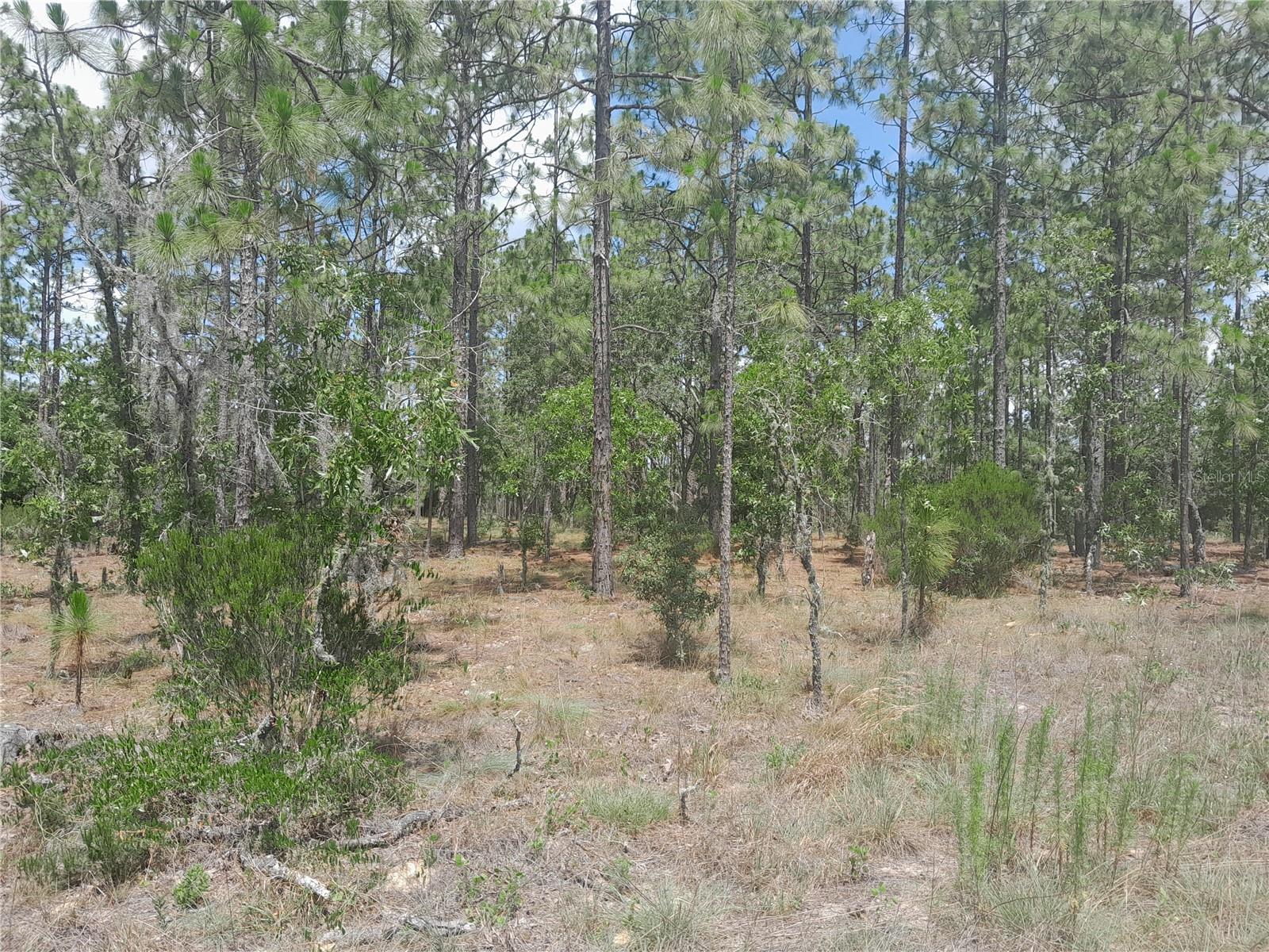 PRICE REDUCTION! BEAUTIFUL LOT JUST OFF PAVED ROAD .23 ACRES with pines and oaks, perfect location to build your new home. Front footage is about 125'. Just 5 minutes to Williston, 30 minutes to Gainesville, Ocala, Bronson and the gulf. Close to Cedar Key for fishing, boating, restaurants ect. Also near the Goethe State Forest for ridding horses, hiking trails, picnicking, bird watching and seeing the Old Florida. Measures about 125' x 80' both sides. High and Dry with no HOA fees. Same seller has the adjacent 0.23 acre corner lot. Buy both and have almost 1/2 acre for your new home.