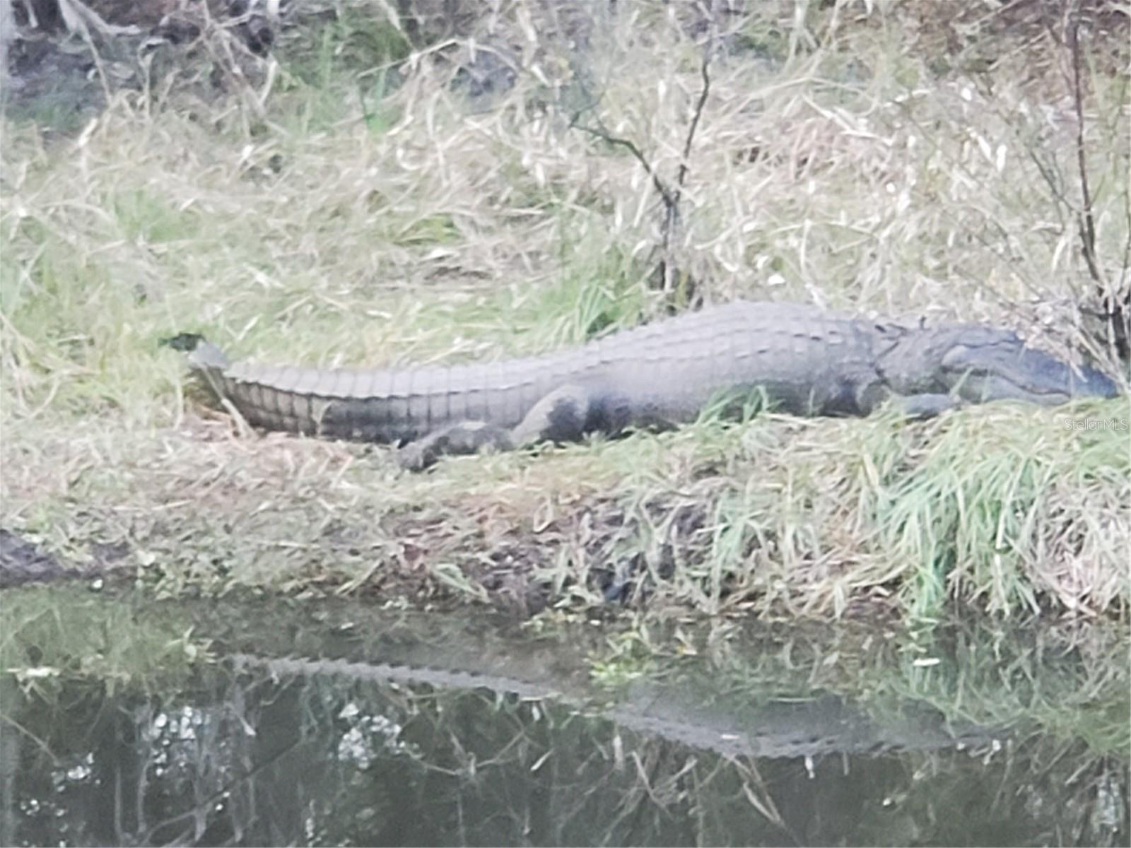 ROTONDA HEIGHTS - Land