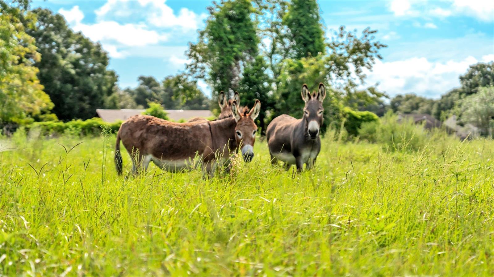 NOT IN SUBDIVISION - Land