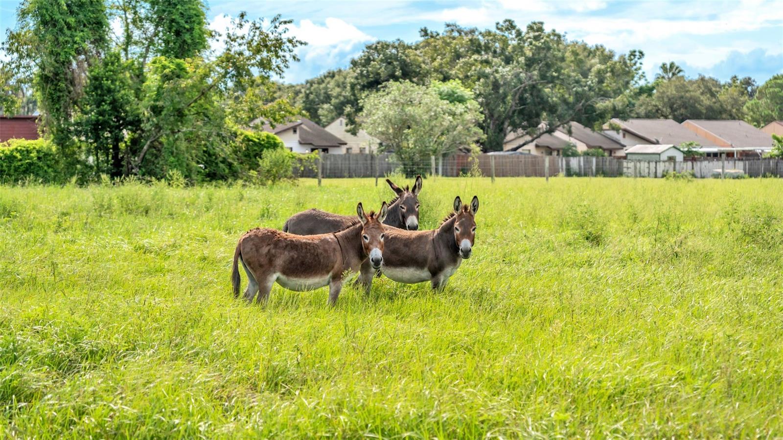 NOT IN SUBDIVISION - Land