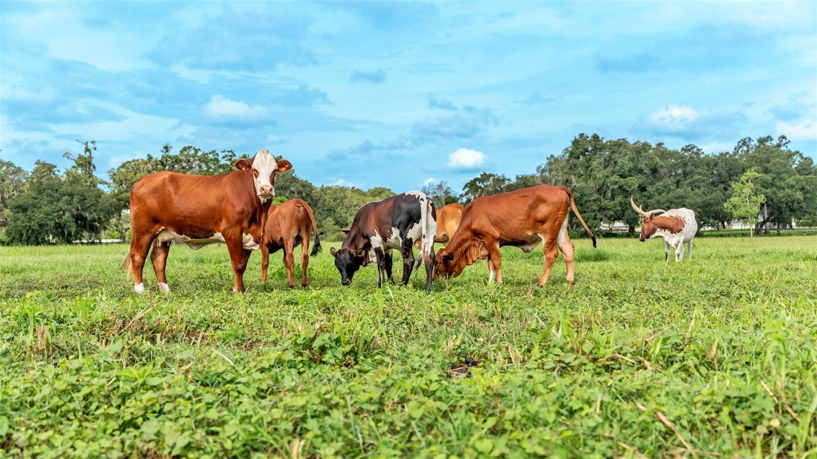 NOT IN SUBDIVISION - Land