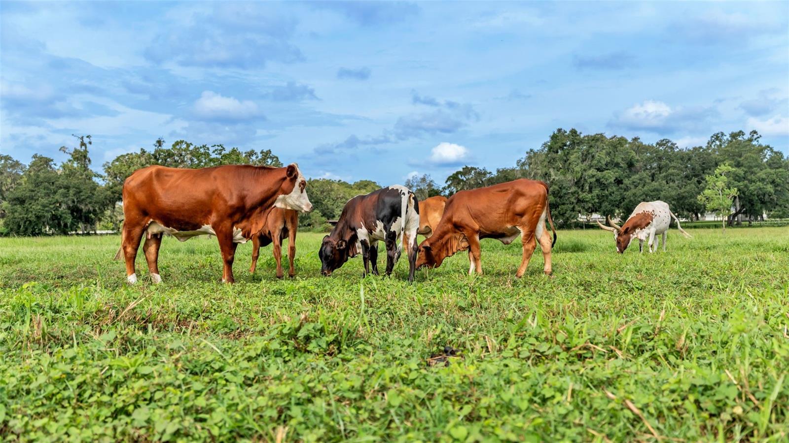 NOT IN SUBDIVISION - Land