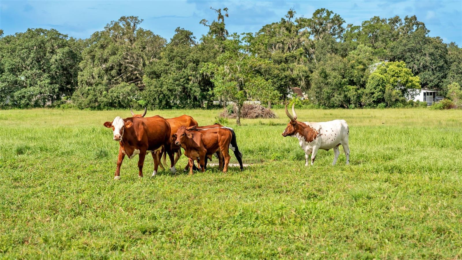 NOT IN SUBDIVISION - Land