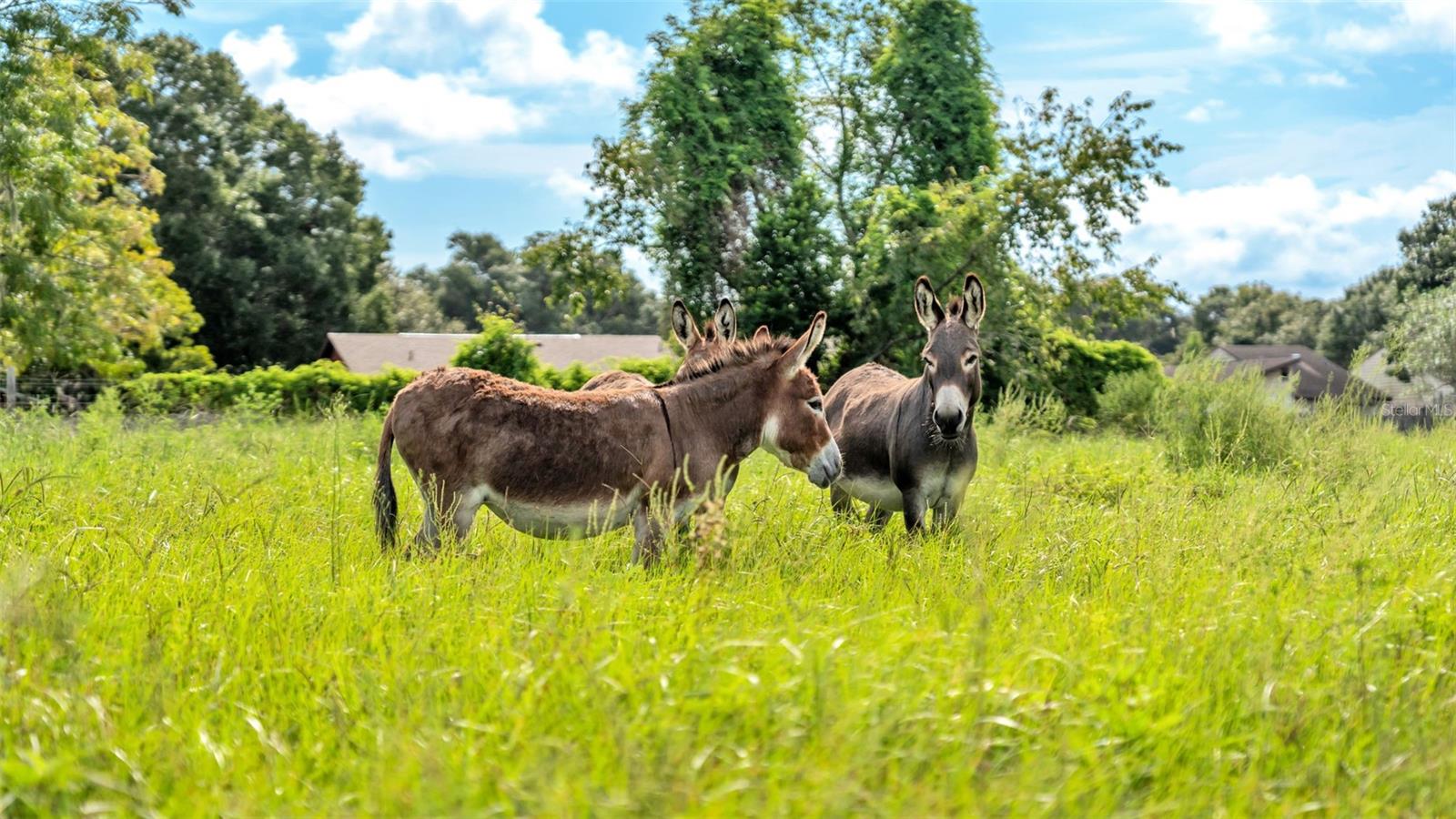 NOT IN SUBDIVISION - Land