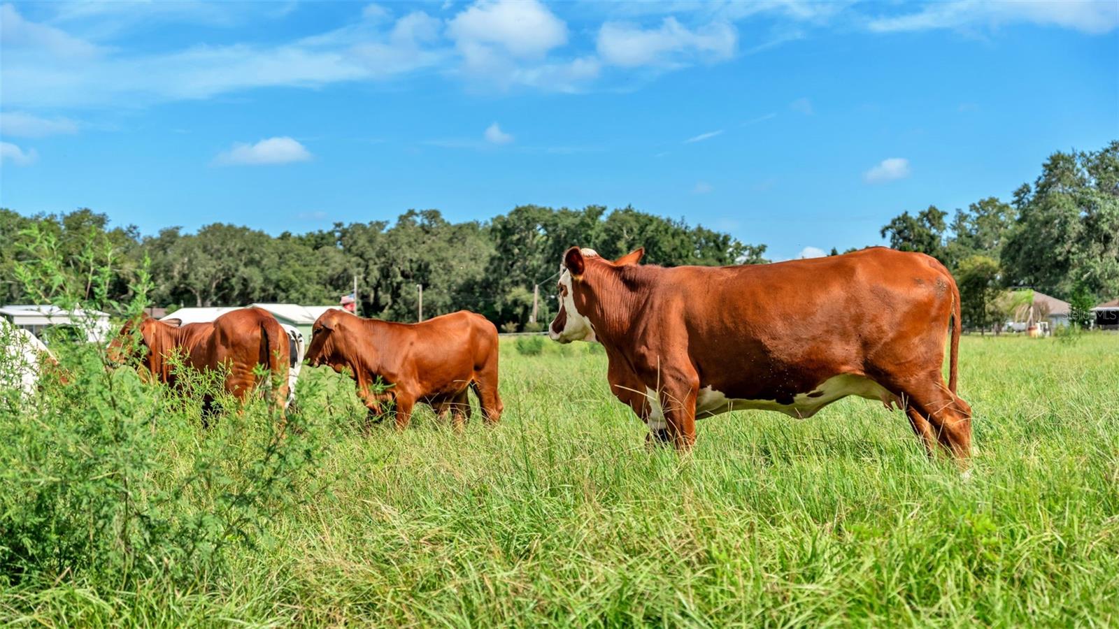 NOT IN SUBDIVISION - Land