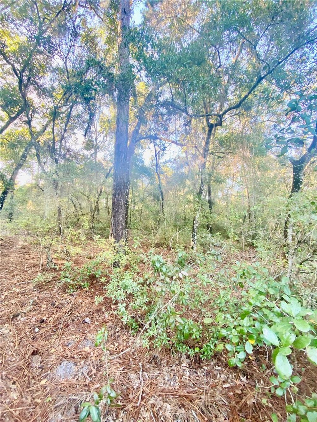 Photo of 3986 S Pelican Avenue, Inverness, FL 34450 (MLS # T3488607)