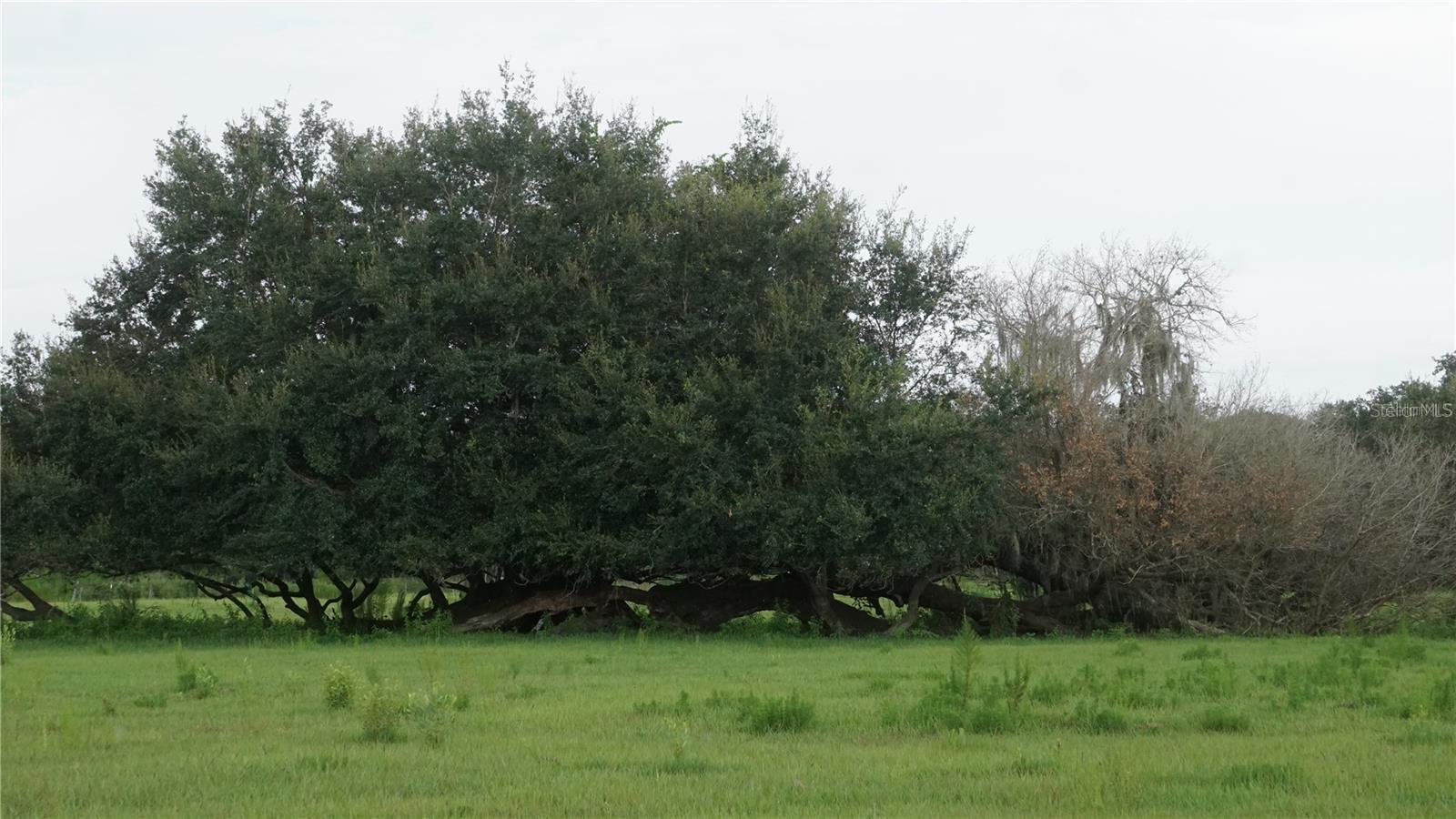 DURANT RD