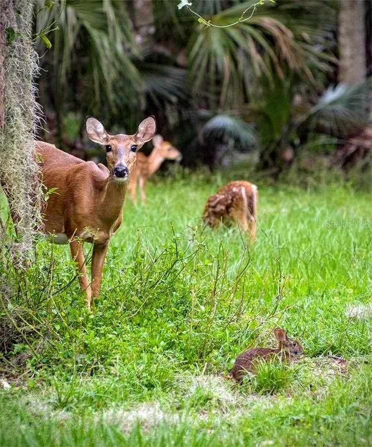 MIRASOL CELEBRATION - Residential