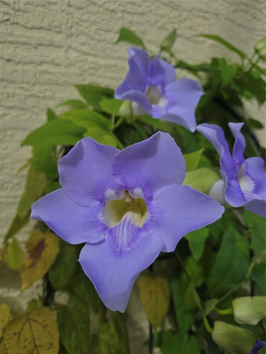 WESTCHESTER LAKE TWNHMS - Residential