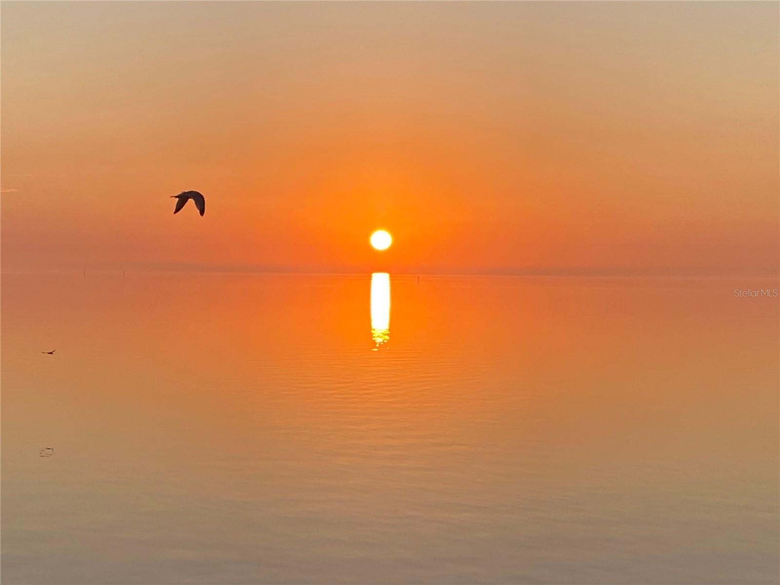 Wake up every morning to stunning, unobstructed views of Tampa Bay, the St. Petersburg skyline, and the iconic Sunshine Skyway Bridge from your private 40-foot balcony; perfect for enjoying your morning coffee or evening wine while watching dolphins, manatees, rays, and a
variety of seabirds pass by. At night, take in the beautifully illuminated Skyway Bridge and tranquil moonrises over the water. This fully renovated coastal-modern condo (2020) offers elegant upgrades throughout, including luxury vinyl plank flooring, a spacious open-concept kitchen with quartzite countertops, modern stainless-steel appliances, and an oversized 7'+ island ideal for entertaining. The great room
showcases breathtaking 180-degree water views. The primary suite includes a walk-in closet, a spa-like bath with double sinks, a linen closet, and a premium stainless steel shower panel featuring rainfall shower, horizontal body sprays, hand shower, and an electric bidet toilet with unlimited warm water, heated seat, air dryer, and night light. The guest bath is equally updated and features an in-unit washer/dryer with built-in storage and shelving. Other notable upgrades include energy-efficient, large missile-impact resistant aluminum windows and sliding doors (2024) with a 10-year warranty, Hurricane-rated front door (2025), Ceiling fans with lights in all bedrooms, additional storage on the balcony plus community storage areas for bikes, kayaks, and larger items. The Community amenities include a heated pool, tennis court, 2 pickleball courts, kayak launch, clubhouse, dog walking paths, a fishing pier, and direct access to the Skyway Bridge walking and biking trail. Plus, you can enjoy excellent fishing right from your own seawall—a true waterfront bonus!
Located just minutes from downtown St. Pete (10 mins), Tampa International Airport (25 mins), and the award-winning beaches and parks of Fort DeSoto (15 mins). You're also walking distance to Maximo Park and the lively SkyBeach Resort with weekly live entertainment. This condo offers the perfect blend of luxury, comfort, and natural beauty; a rare opportunity to live the waterfront lifestyle you’ve been dreaming of.