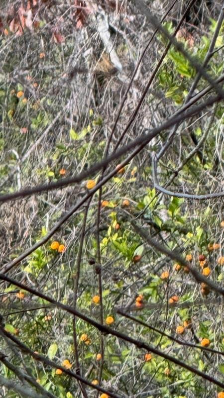 WATERBURY TRACTS CONTINUED - Land