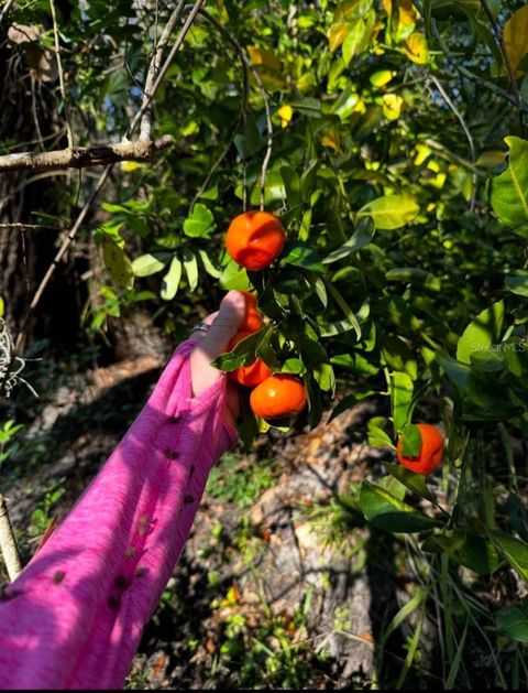  MYAKKA CITY FL 34251