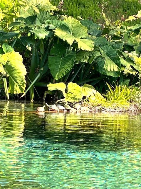 Tiny photo for 19573 SW 84th Pl, Dunnellon, FL 34432 (MLS # S5140876)