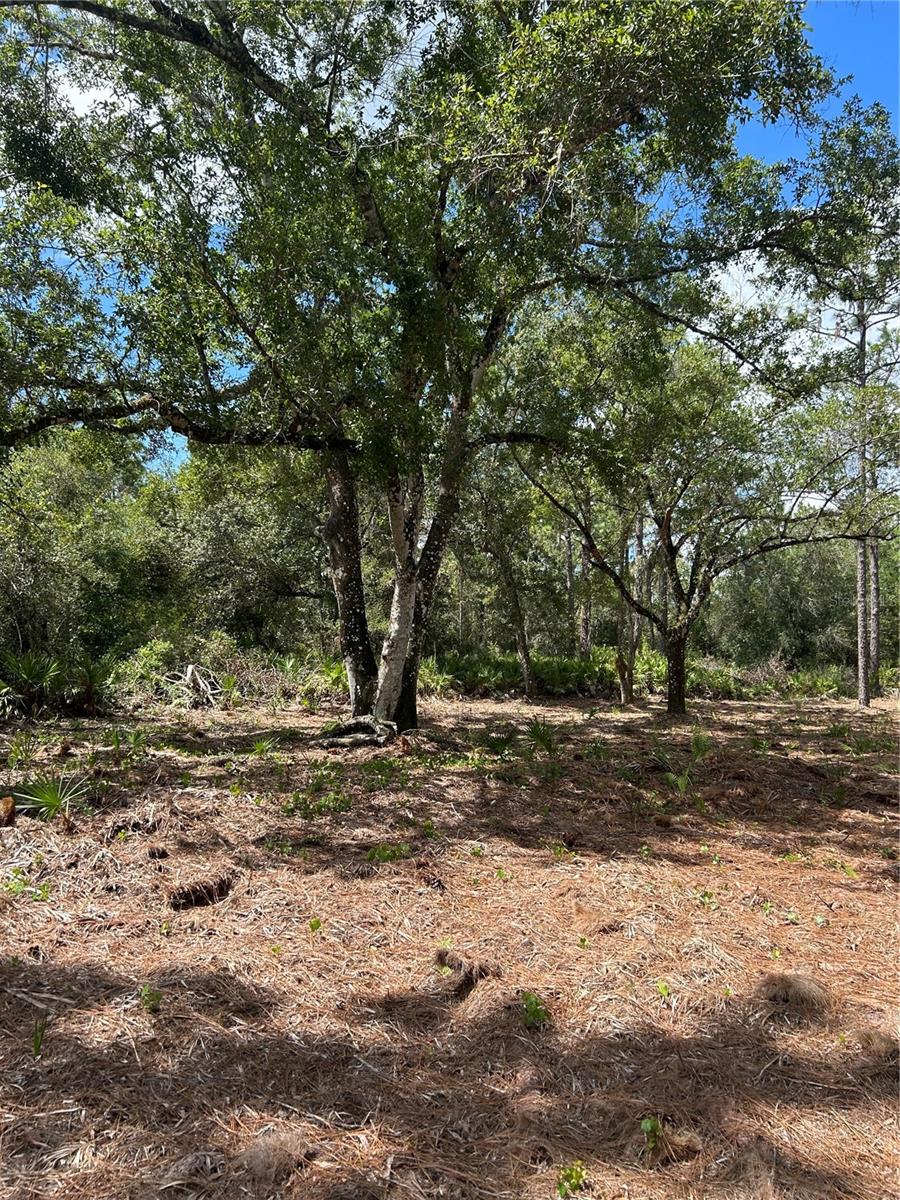 INDIAN LAKE ESTATES - Land