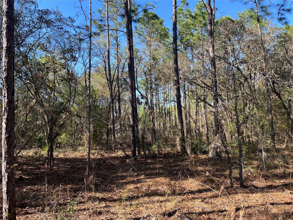 Photo of 4061 N Little Dove Terrace, Hernando, FL 34442 (MLS # TB8489998)