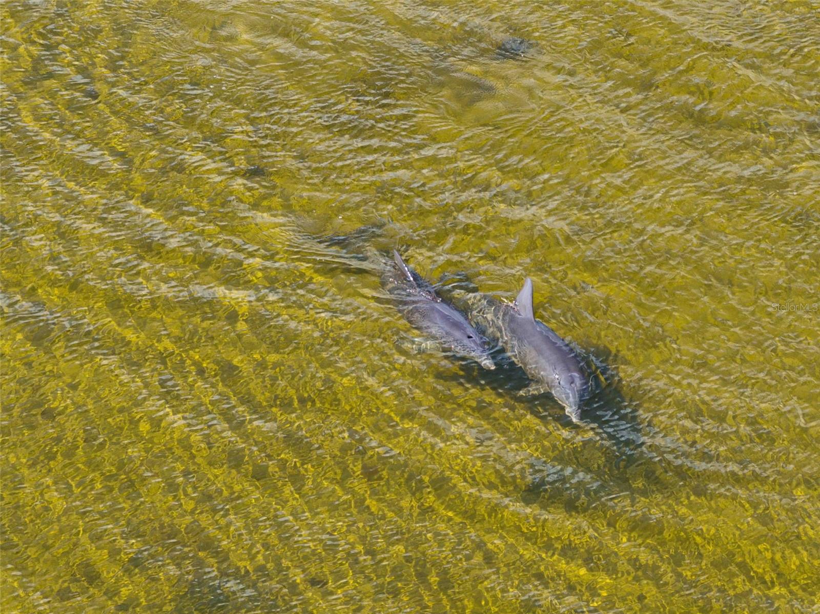 PINE ISLAND REP - Land