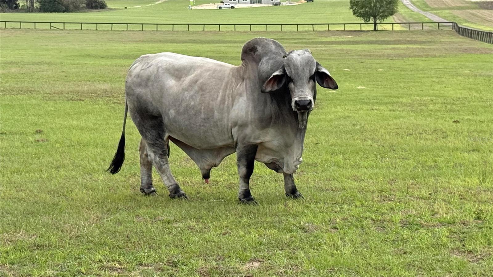 MEADOW RDG RANCHES SOUTH - Residential