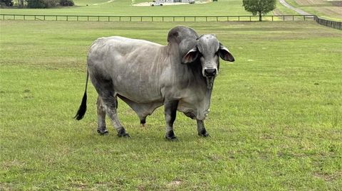 Tiny photo for 2700 SW 210th Avenue, Dunnellon, FL 34431 (MLS # OM721682)