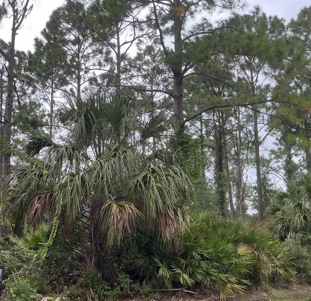PALM COAST SEC 23 - Land