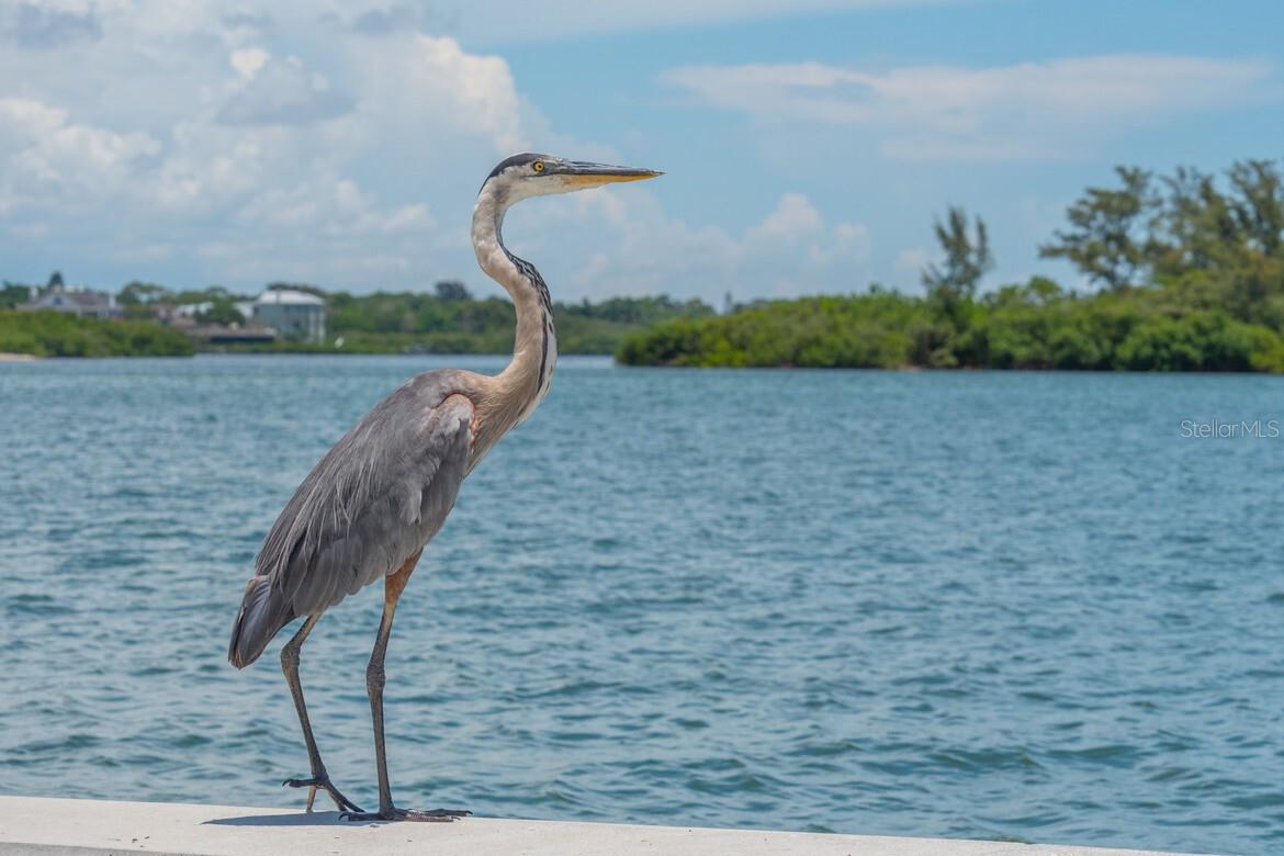 SARASOTA BEACH - Residential