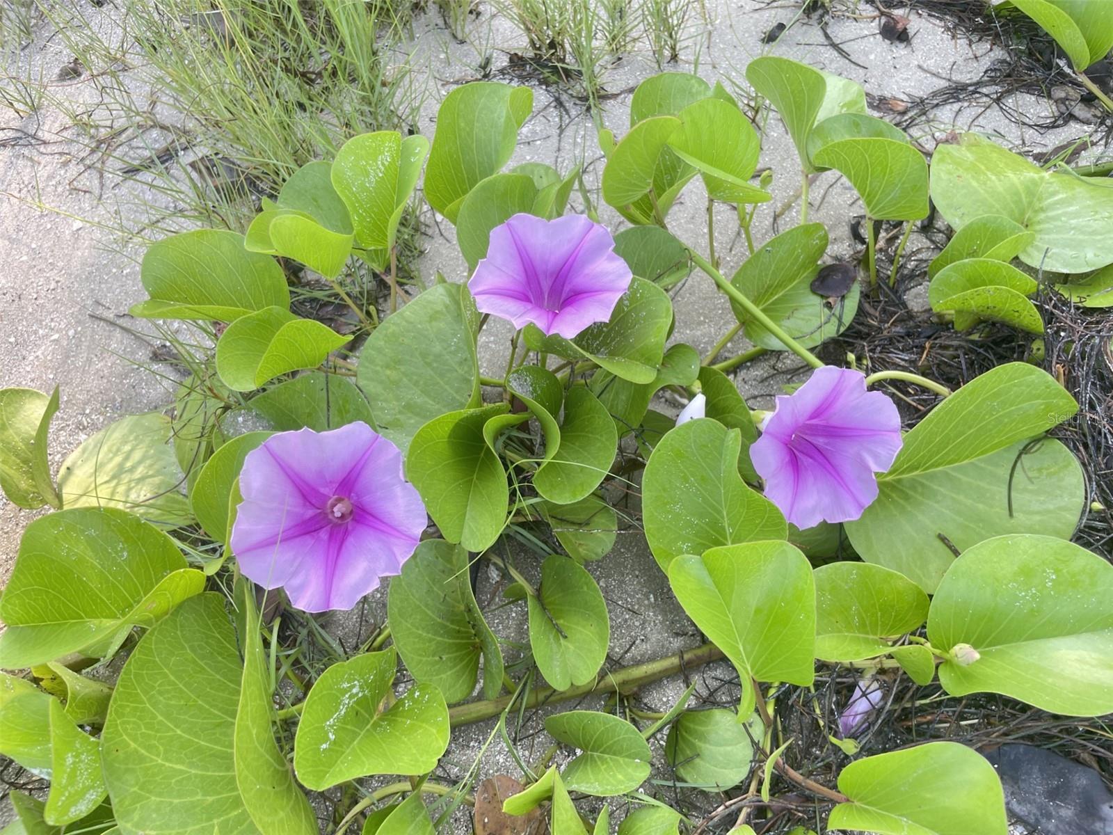 PALM HAVEN SUB - Land