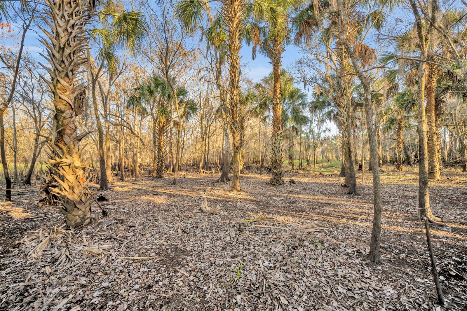 OSCEOLA BLUFF SOUTH 5 ACRE DEV 86 PARCELS - Land