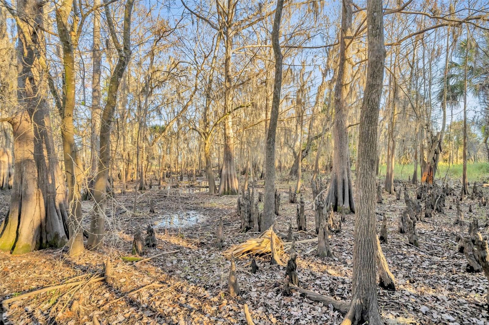 OSCEOLA BLUFF SOUTH 5 ACRE DEV 86 PARCELS - Land