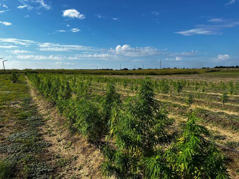 Tiny photo for 00 SE 160 Avenue, Morriston, FL 32668 (MLS # S5121428)