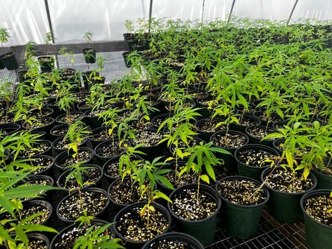 Tiny photo for 00 SE 160 Avenue, Morriston, FL 32668 (MLS # S5121428)