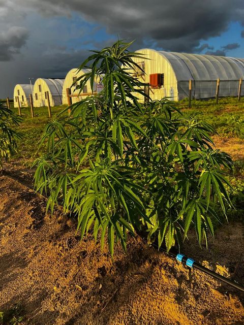 Tiny photo for 00 SE 160 Avenue, Morriston, FL 32668 (MLS # S5121428)