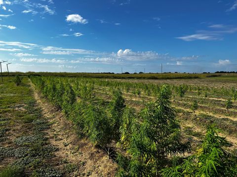 Tiny photo for 00 SE 160 Avenue, Morriston, FL 32668 (MLS # S5121428)