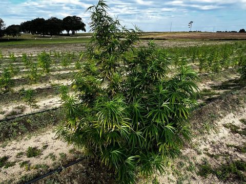 Tiny photo for 00 SE 160 Avenue, Morriston, FL 32668 (MLS # S5121428)