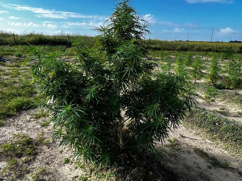 Tiny photo for 00 SE 160 Avenue, Morriston, FL 32668 (MLS # S5121428)