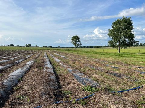 Tiny photo for 00 SE 160 Avenue, Morriston, FL 32668 (MLS # S5121428)