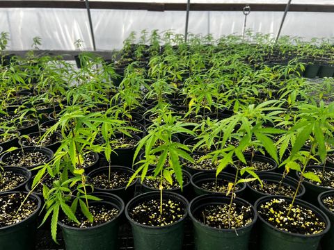 Tiny photo for 00 SE 160 Avenue, Morriston, FL 32668 (MLS # S5121428)