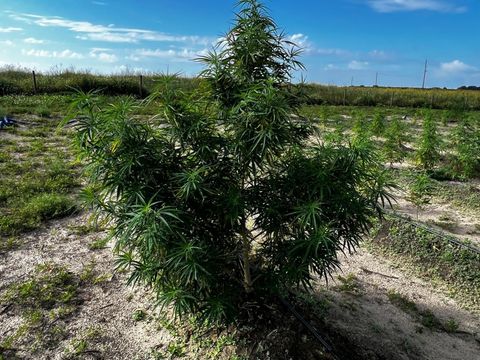 Tiny photo for 00 SE 160 Avenue, Morriston, FL 32668 (MLS # S5121428)