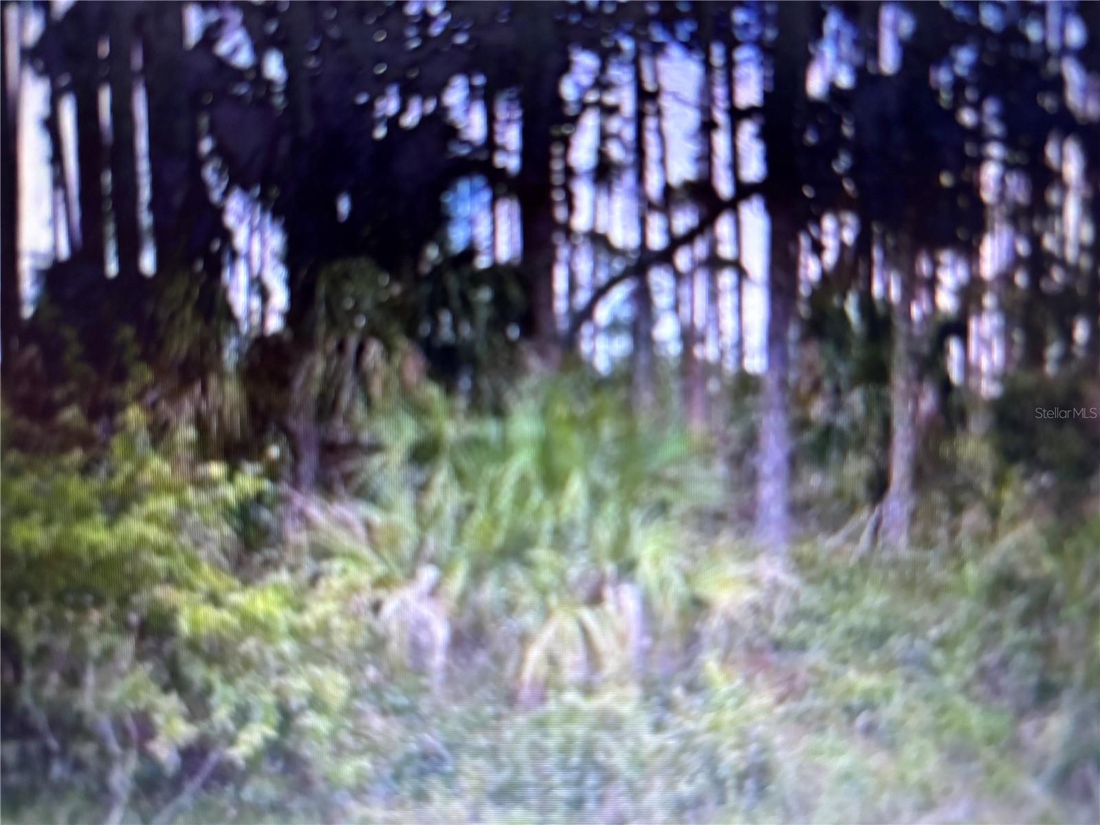 This is a nice piece of property on Chamberlain Blvd that is very wooded and you could actually have a wooded lot to build on.