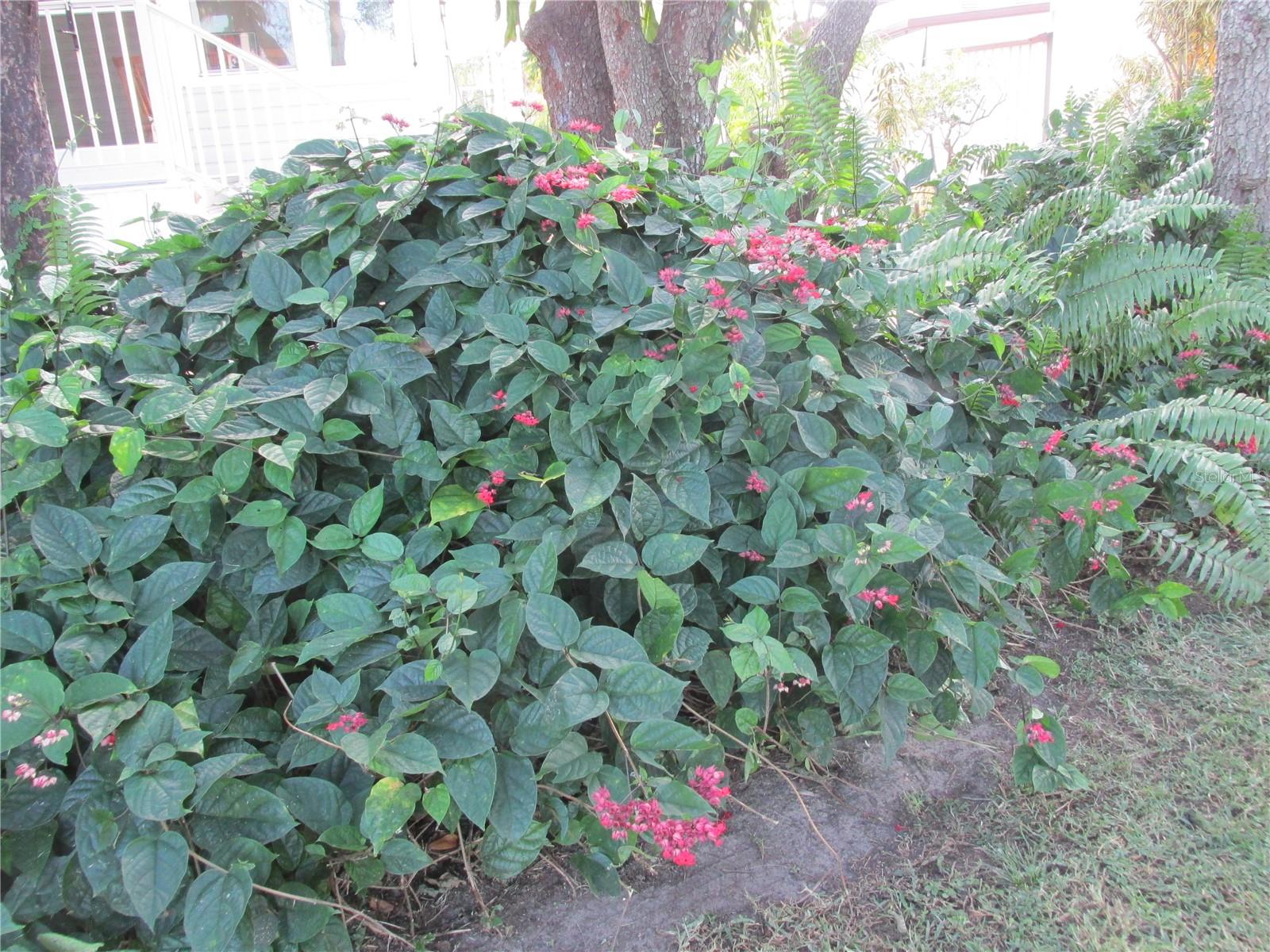 SADDLEBAG - Residential