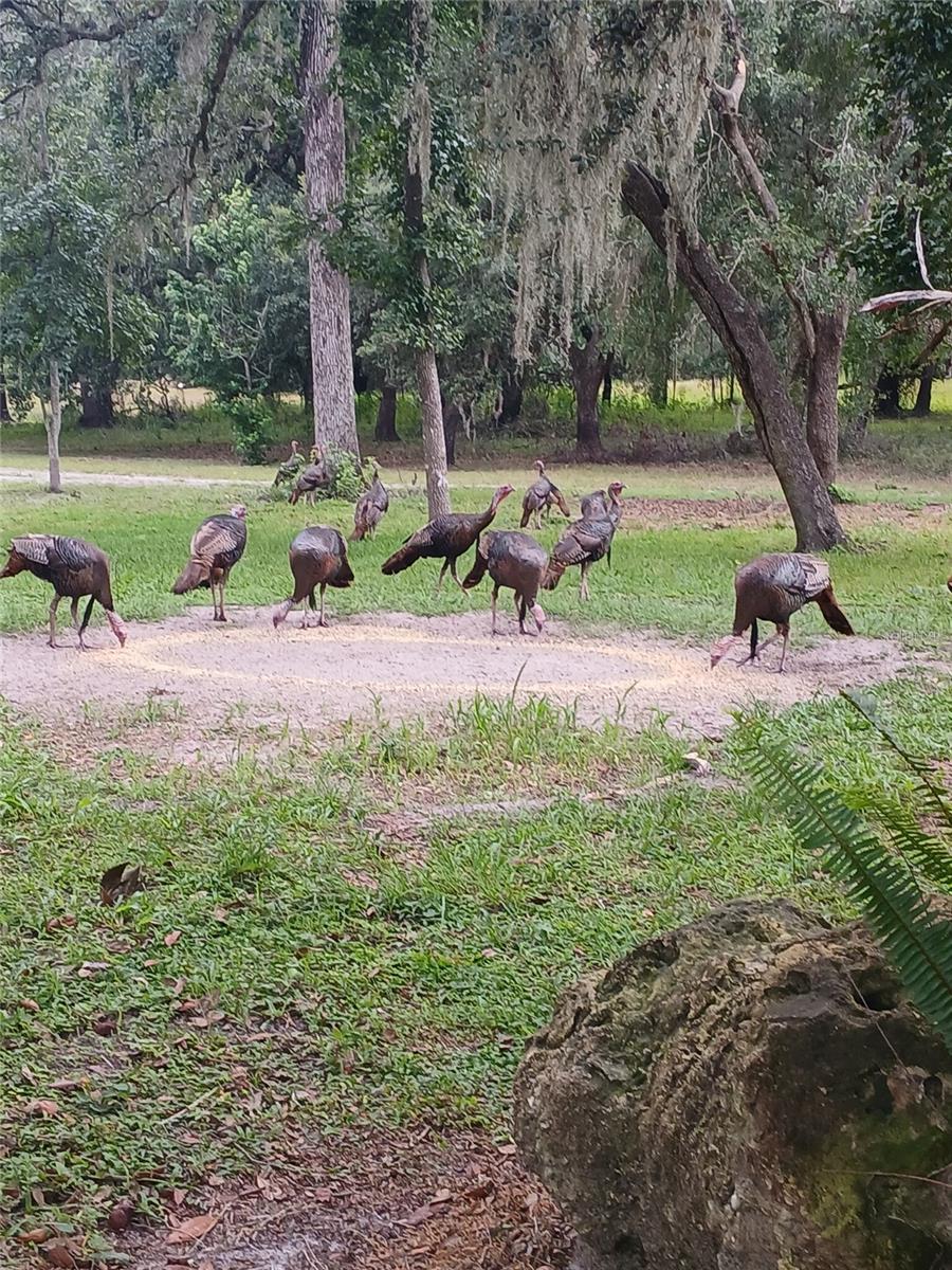 ACREAGE - Residential