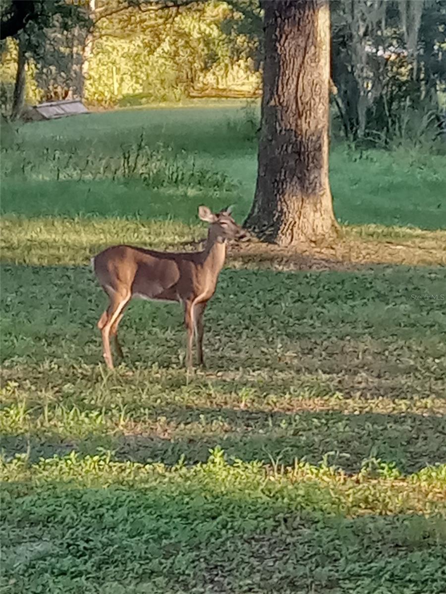 ACREAGE - Residential