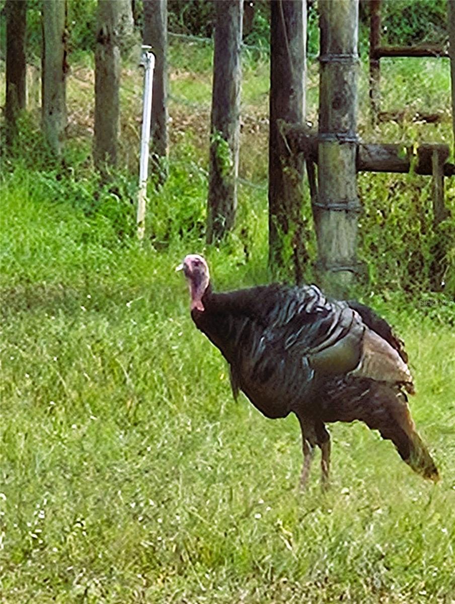 ACREAGE - Residential